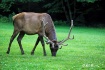 male elk