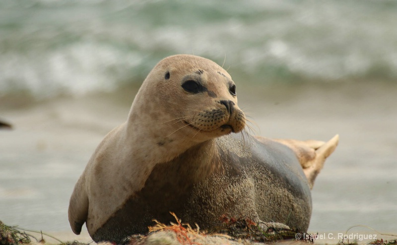 Simply Seal