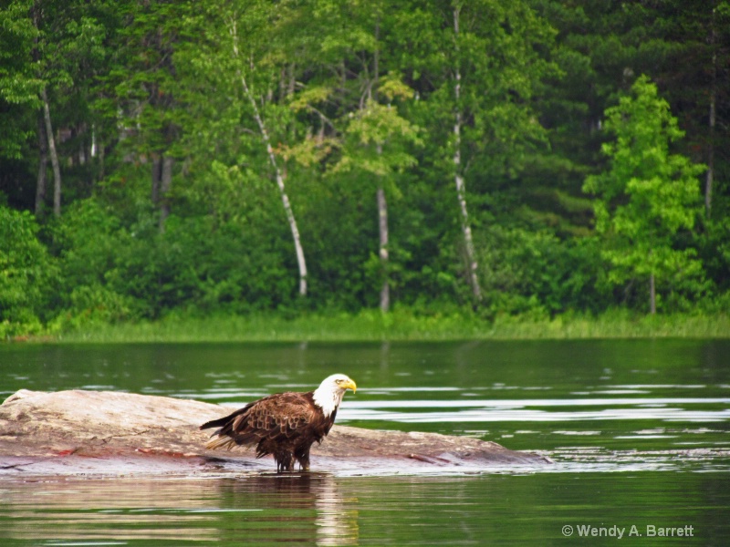 Bald Eagle Fishing - ID: 14548040 © Wendy A. Barrett