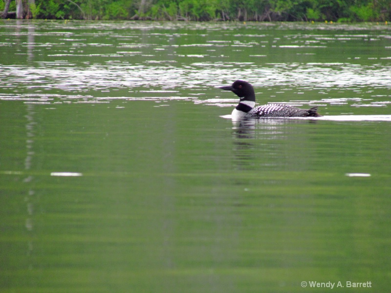 Loon on the Water - ID: 14548042 © Wendy A. Barrett
