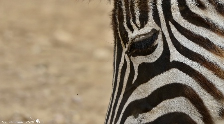 zebra