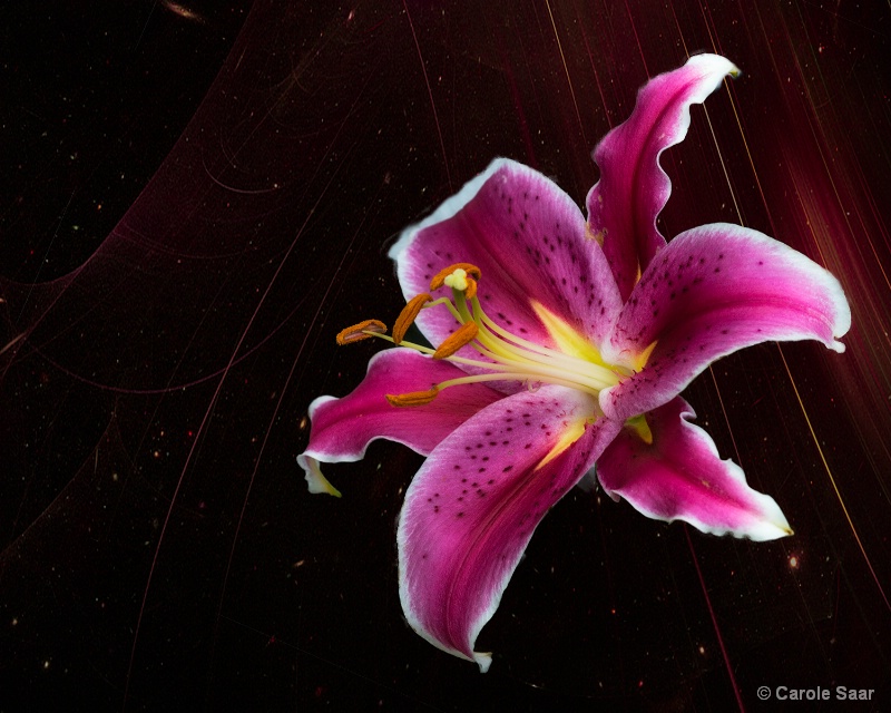 Pink Lily and Fractal