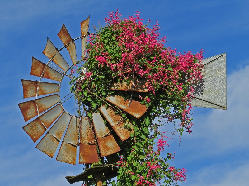 Wind flowers