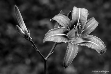 Lily in Silver