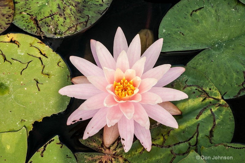 Lily and Lilipads - ID: 14548336 © Don Johnson