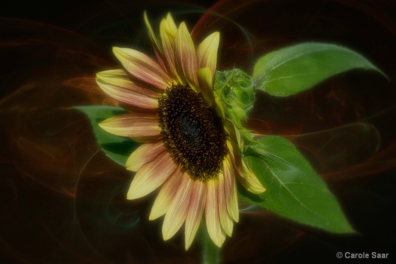 Hybrid Sunflower and fractal