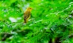 Yellow Warbler