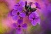 ~ Purple Smile ~