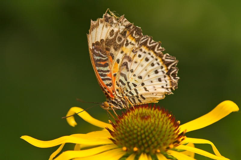 Butterfly Grace