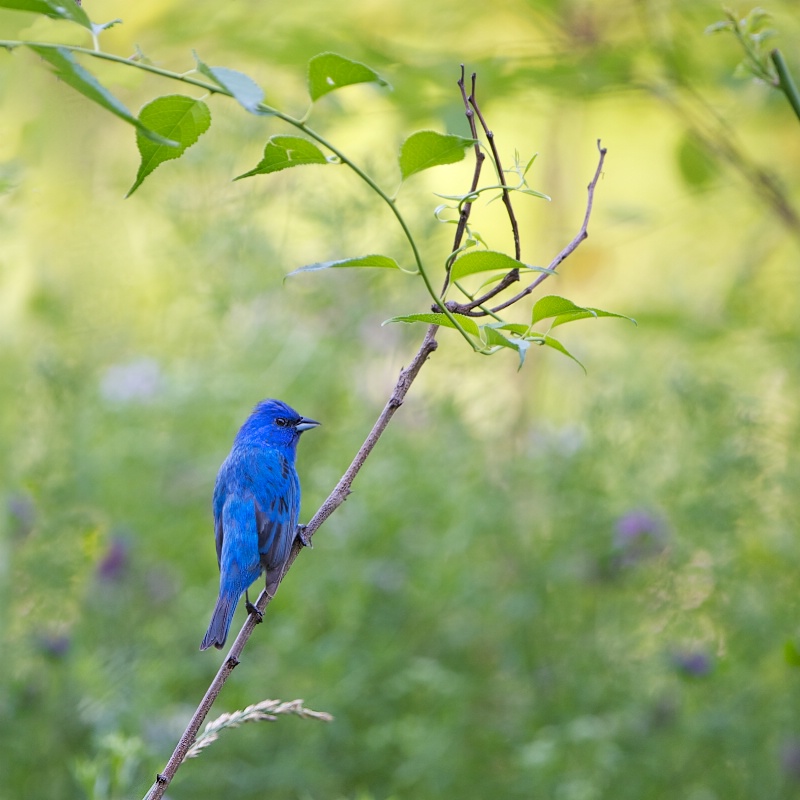 Indigo Bunting in Valley Forge