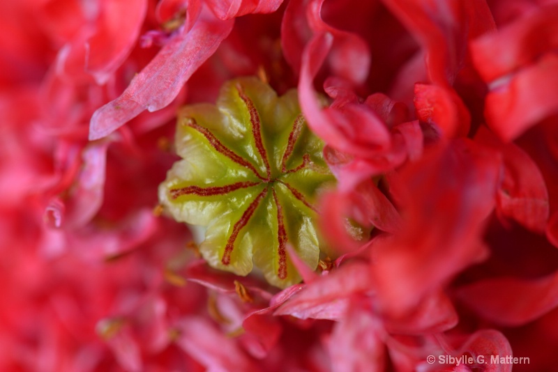ruffled opium poppy - gekräuselter Schlafmohn - ID: 14550475 © Sibylle G. Mattern