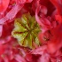© Sibylle G. Mattern PhotoID # 14550475: ruffled opium poppy - gekräuselter Schlafmohn