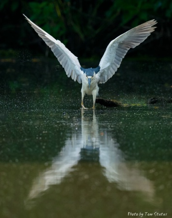 Black Crowned Night Heron