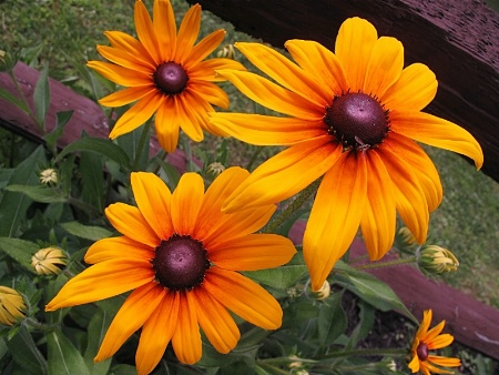 Sizzling Susans