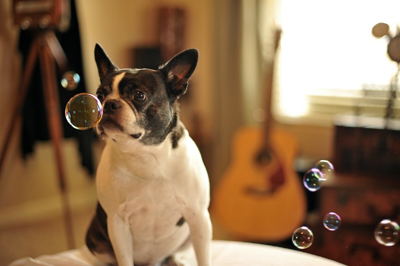 Bubbles got my Terrier