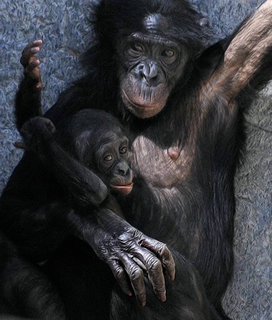 Bonobo Mom and Baby