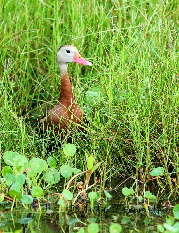 Whistling Duck Hiding