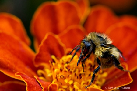 Honey Bee on Marigold