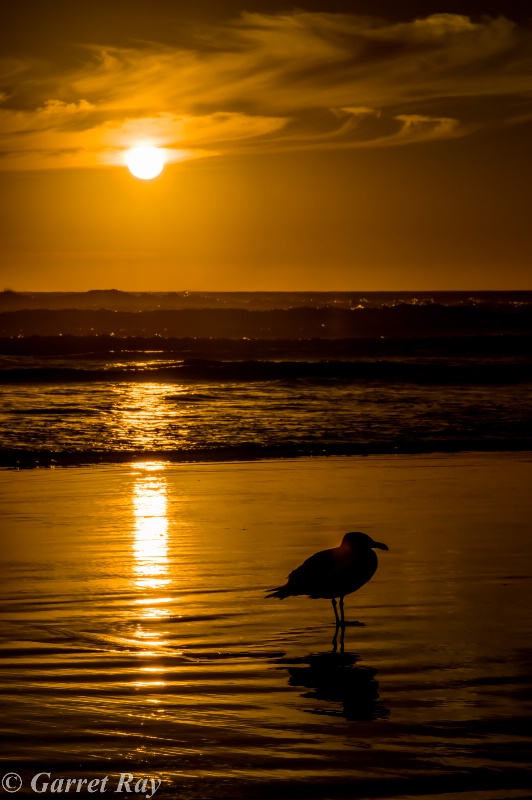 ~`Pacific  Ocean Sunset~