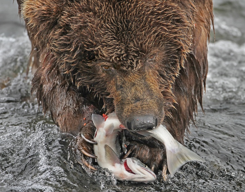 Brown Bear with Salmon
