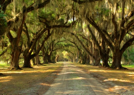 Avenue of the Oaks