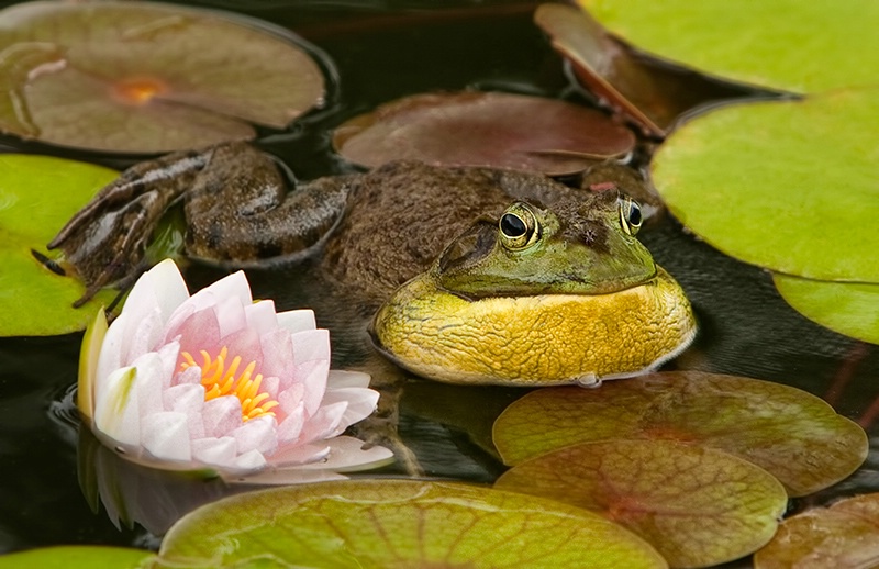 A Frog and it's Flower