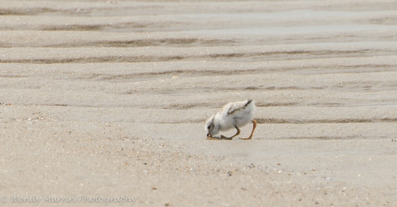 Piping Plover chick grabbing some lunch