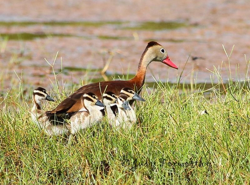 Black-bellied Whistling Duck and Ducklings