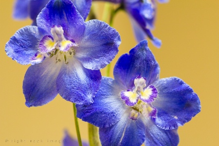 Delphinium