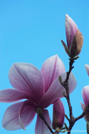 Magnolias in Bloom