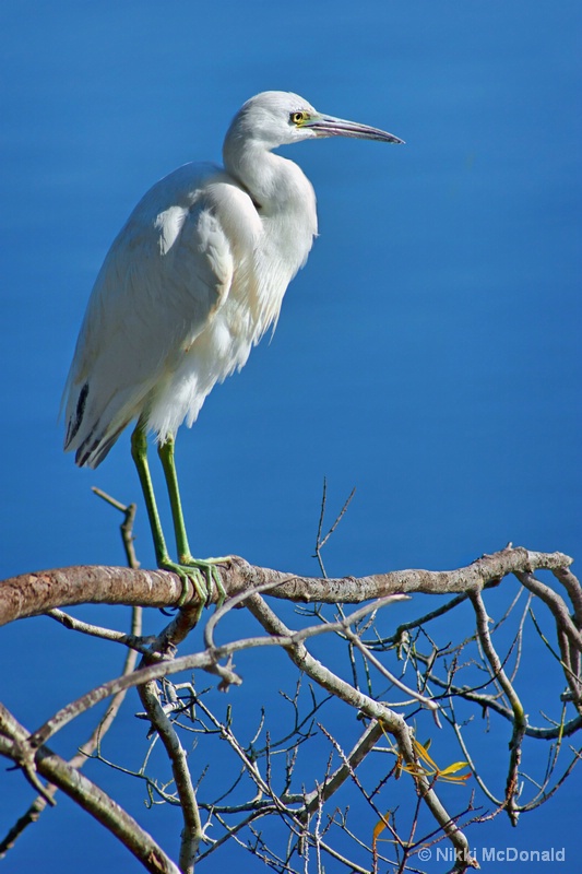 Little Blue Heron