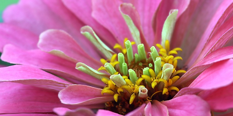 zinnia detail