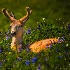 © Gloria Matyszyk PhotoID # 14556549: Fawn in the lupine; Washington State