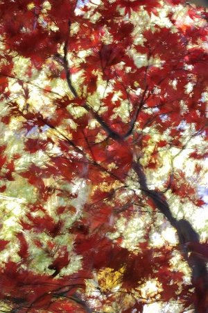 Red Maple “Unruly” 