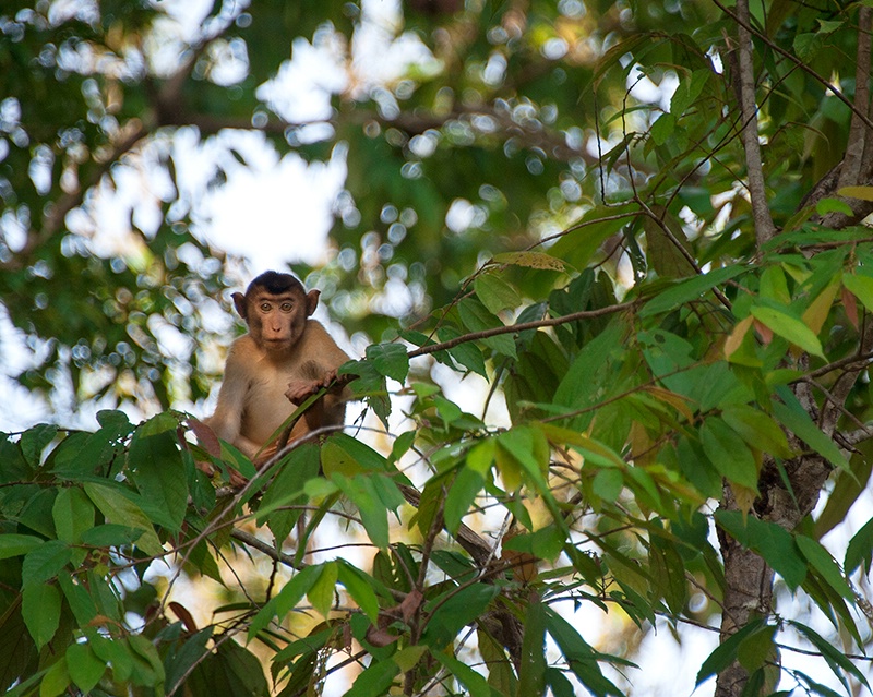 Macaque Gaze - Sakau - ID: 14557425 © Mike Keppell