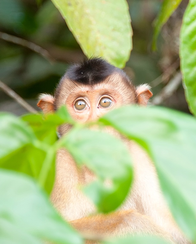 Macaque Eyes - Sukau - ID: 14557427 © Mike Keppell