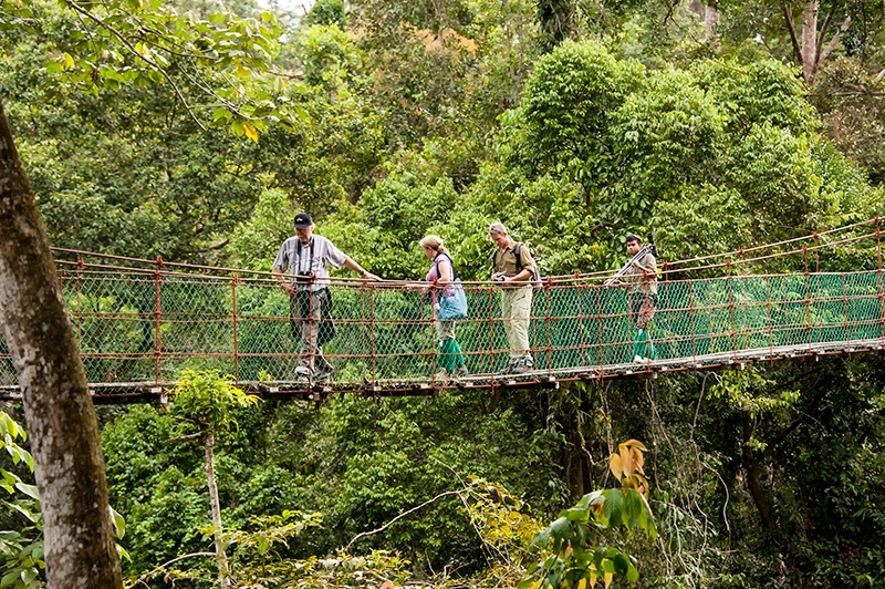 Suspended Family - Danum Valley - ID: 14557431 © Mike Keppell