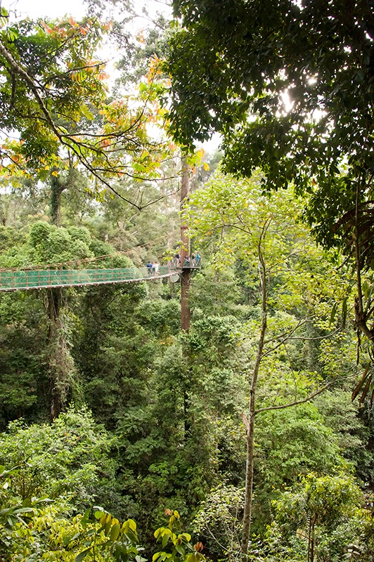 Great Views - Danum Valley - ID: 14557433 © Mike Keppell