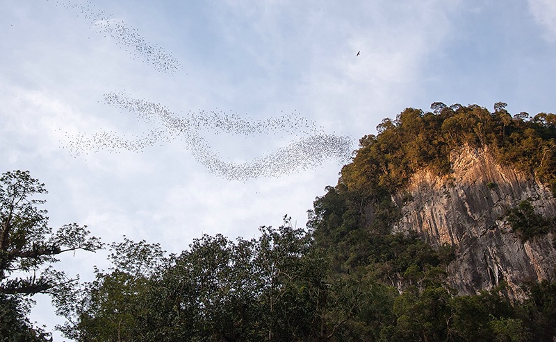 Spiralling Bats -  Mulu National Park