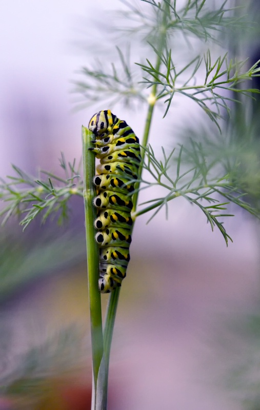 Destroyer of the dill (it's okay)