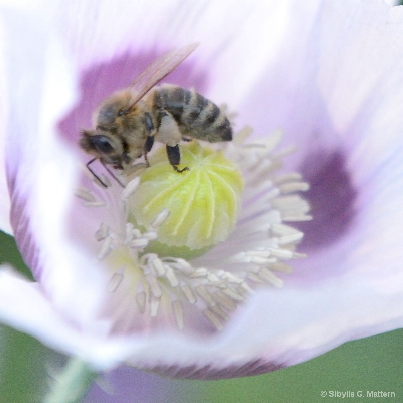 Honigbiene auf Schlafmohn - ID: 14557509 © Sibylle G. Mattern