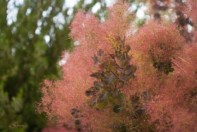 The Beautiful Smoke Tree