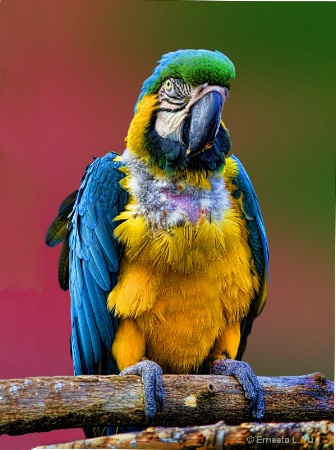 Beauty Pose
