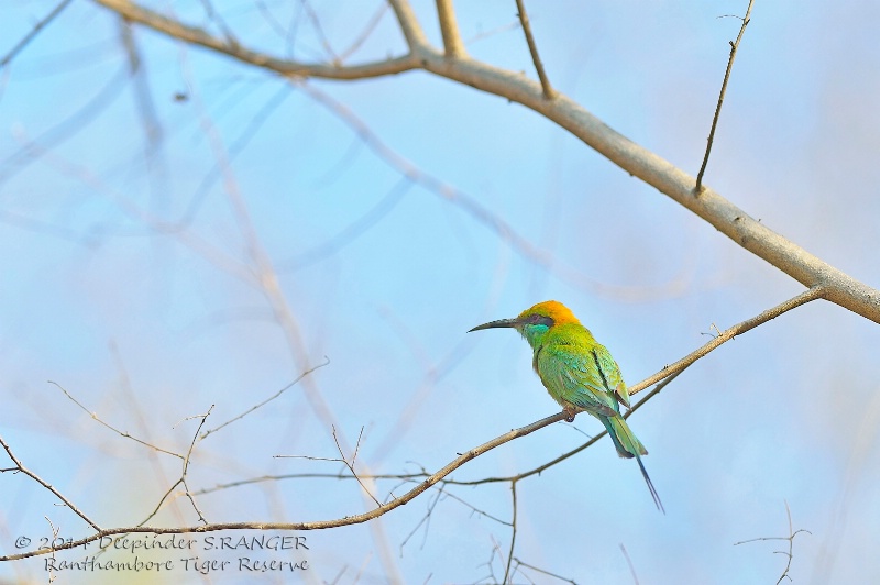 Green bee eater