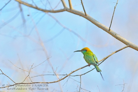 Green bee eater