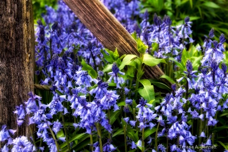 The Country Garden in Spring