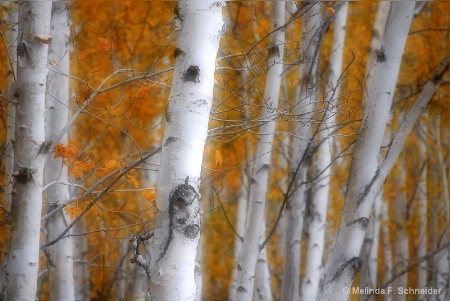 Birch Dream