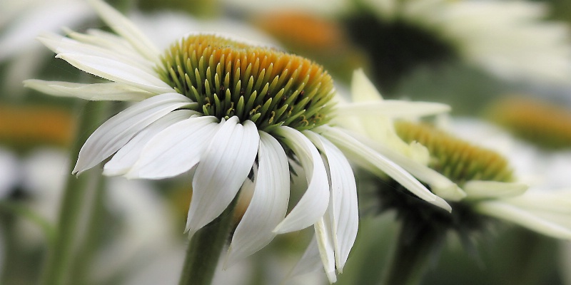 field of coneflowers