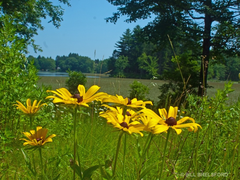 BLACK EYED SUSANS