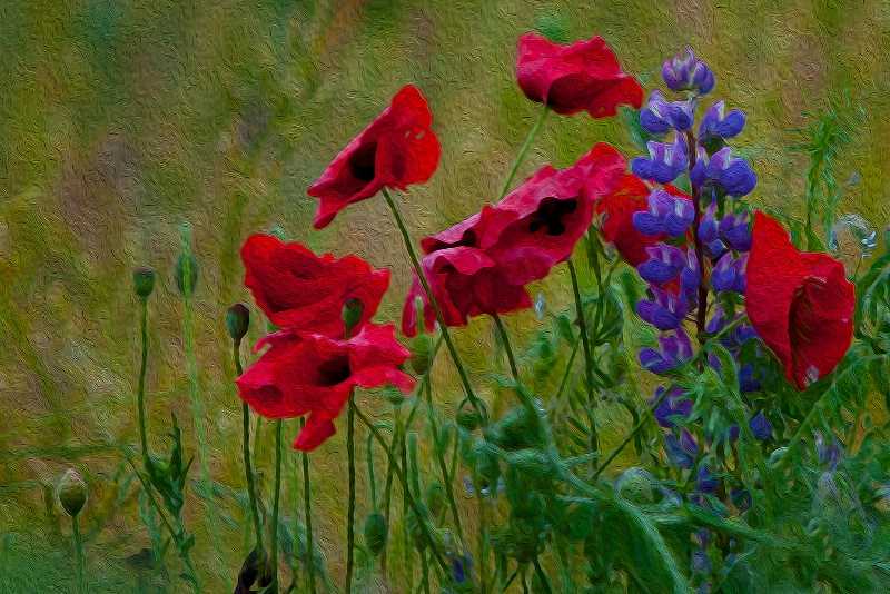 Painted Poppies